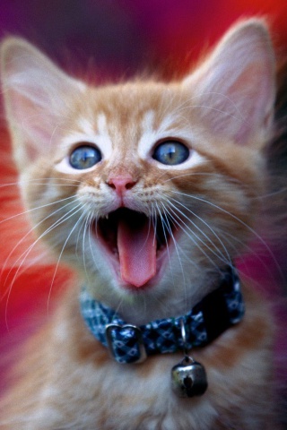 Ginger Kitten wallpaper 320x480