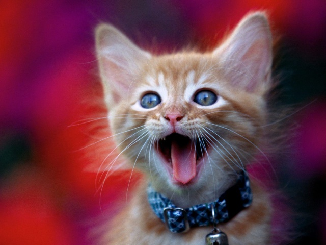 Das Ginger Kitten Wallpaper 640x480