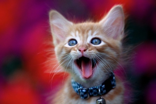 Ginger Kitten - Fondos de pantalla gratis 