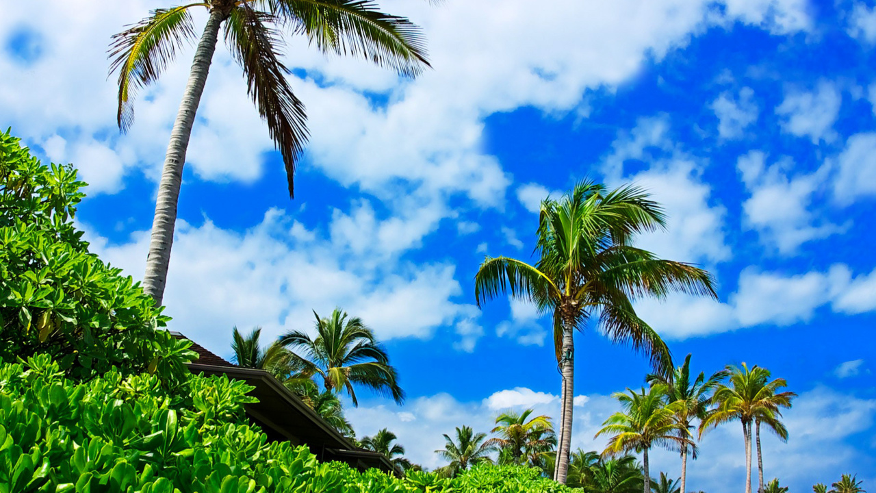 Kenya Diani Beach wallpaper 1280x720