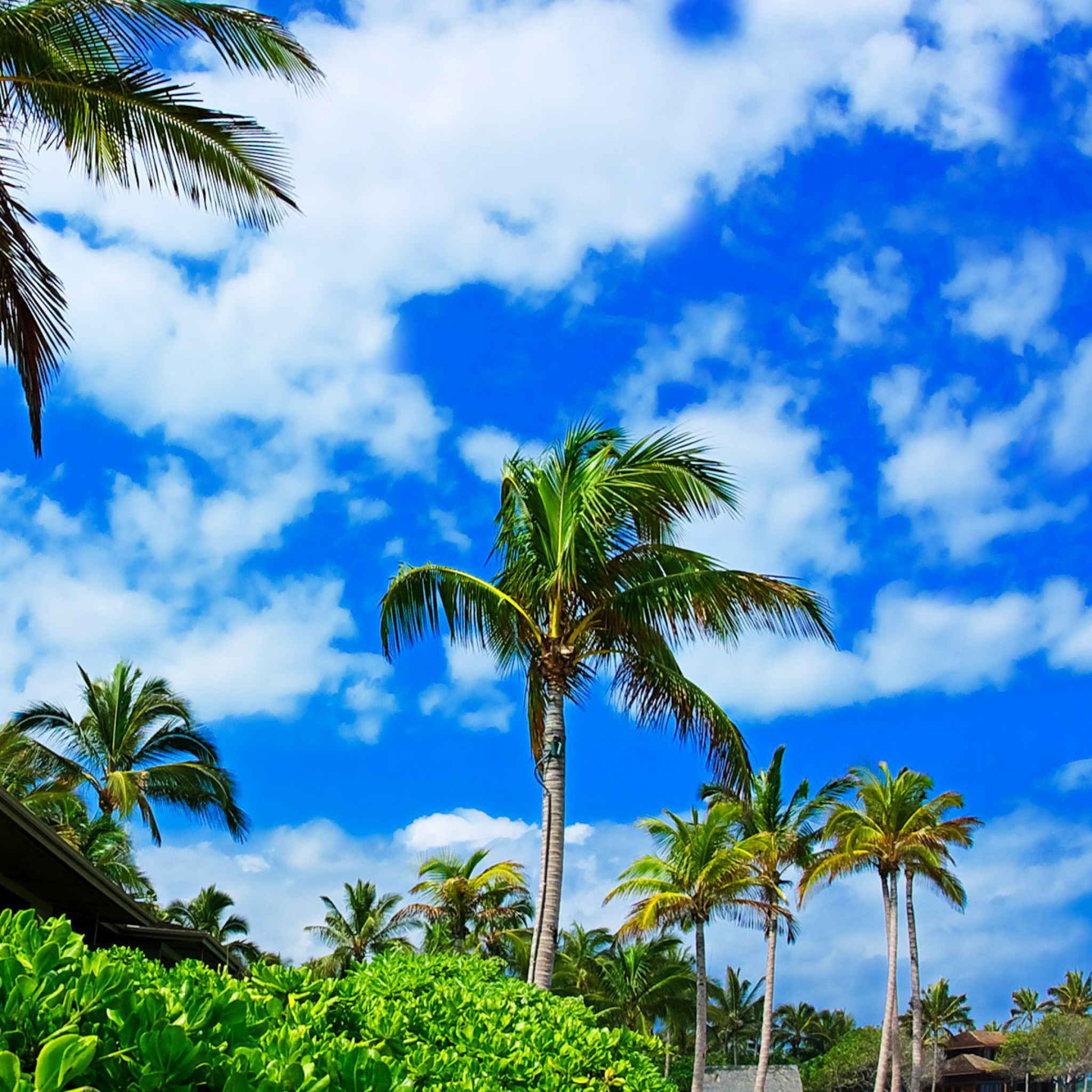 Kenya Diani Beach wallpaper 2048x2048