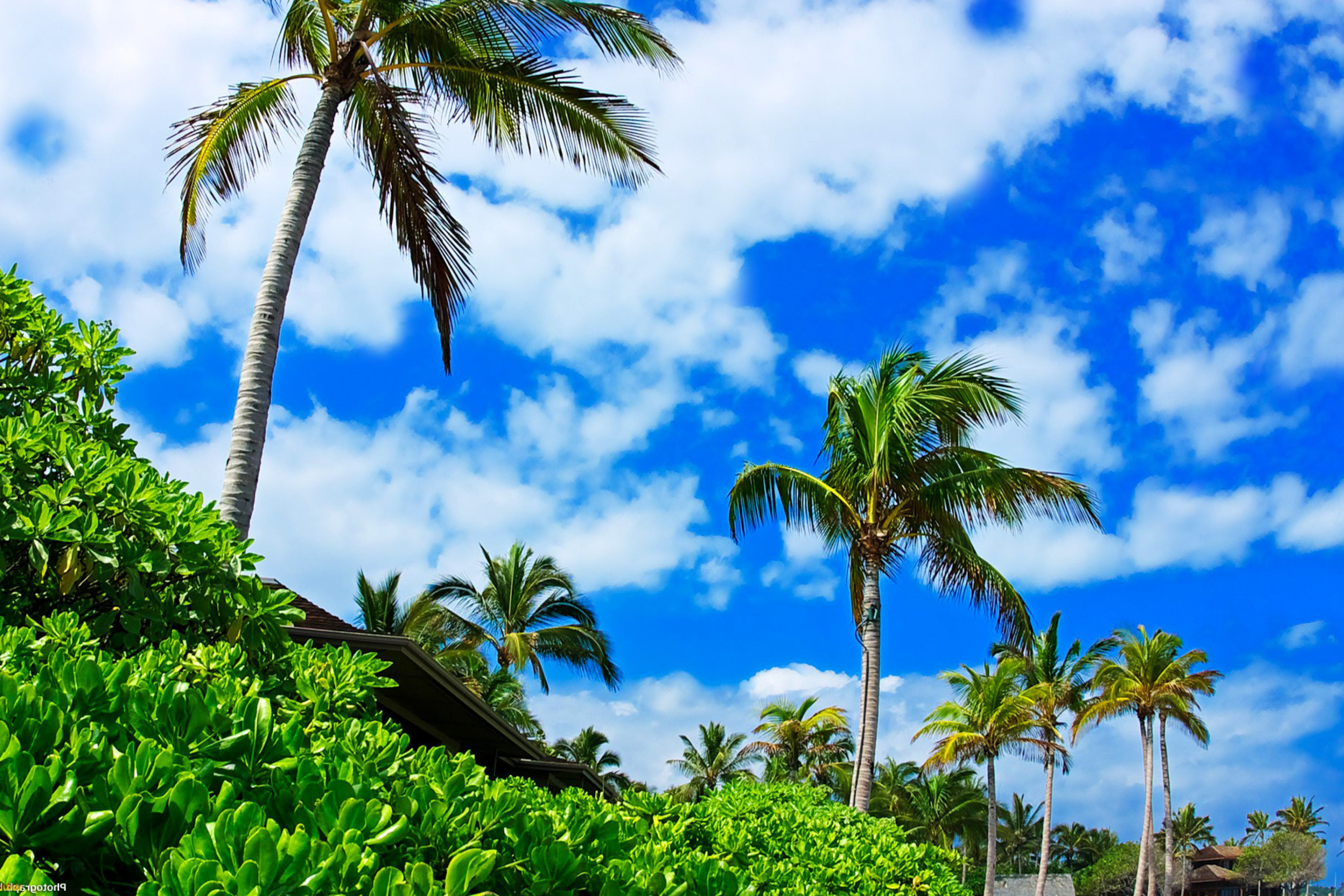 Kenya Diani Beach wallpaper 2880x1920