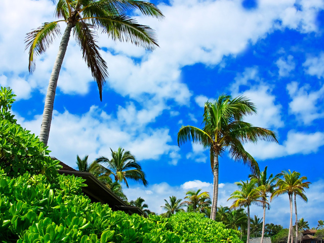 Kenya Diani Beach wallpaper 640x480