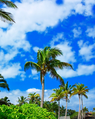 Kenya Diani Beach - Obrázkek zdarma pro 240x400