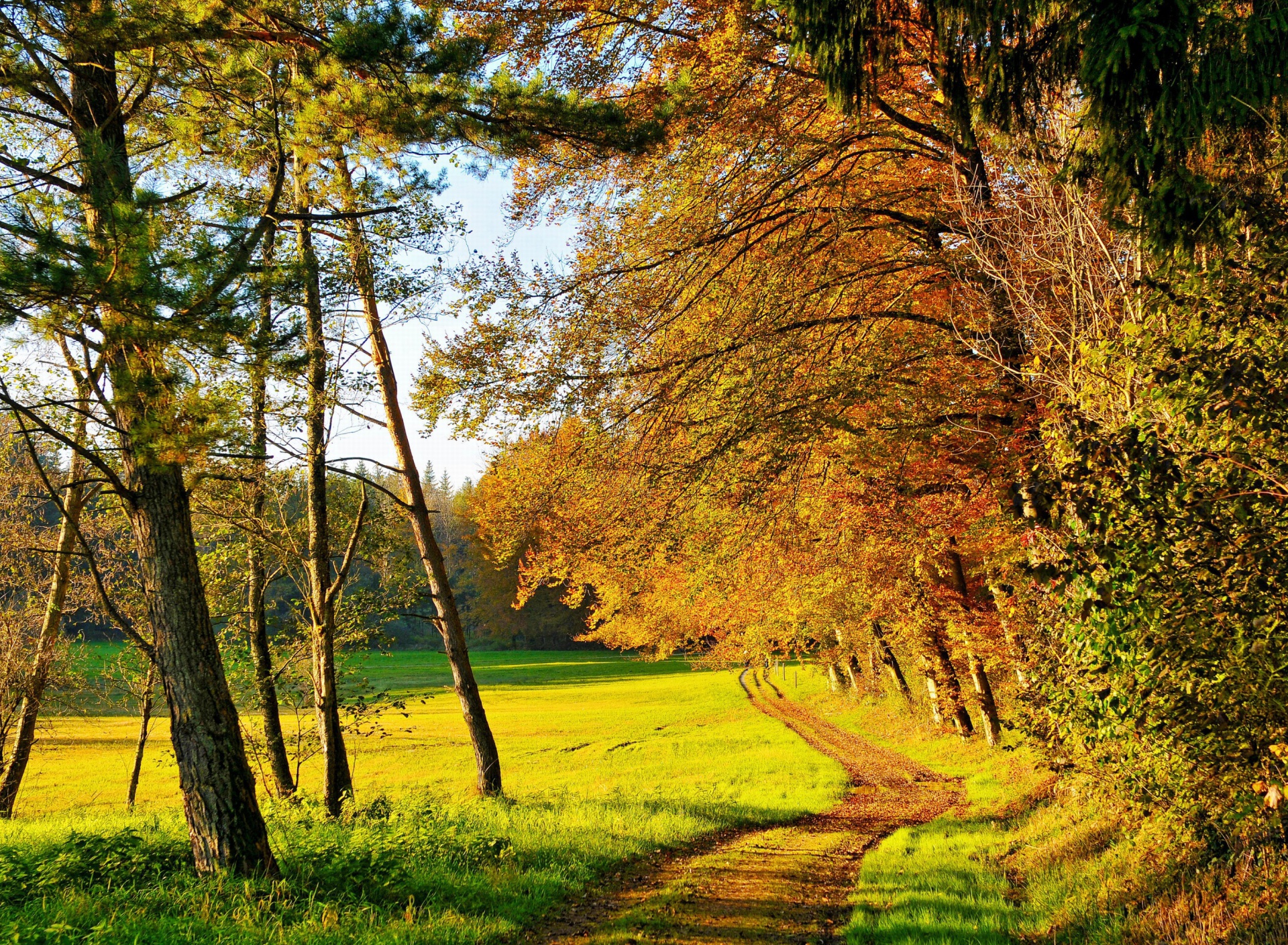 Autumn Forest screenshot #1 1920x1408