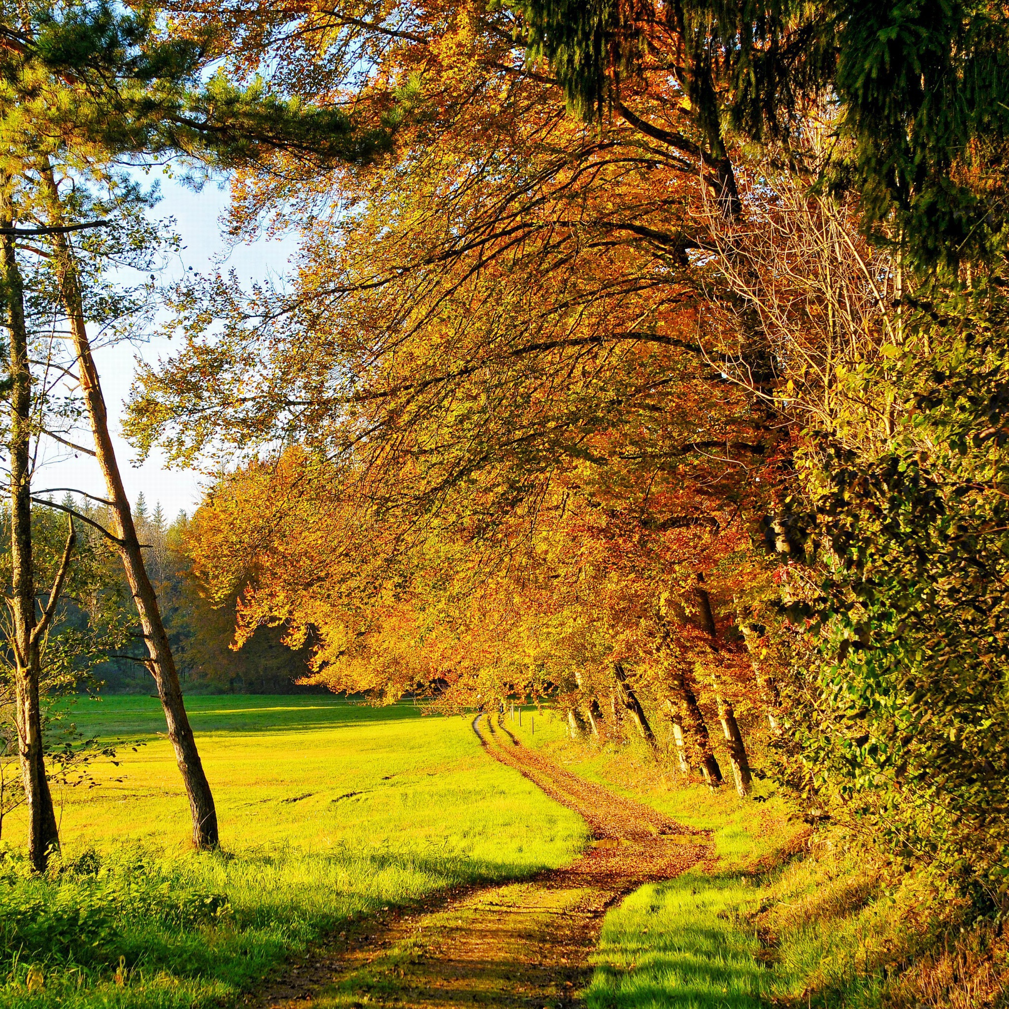 Sfondi Autumn Forest 2048x2048