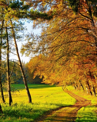 Autumn Forest - Obrázkek zdarma pro 1080x1920