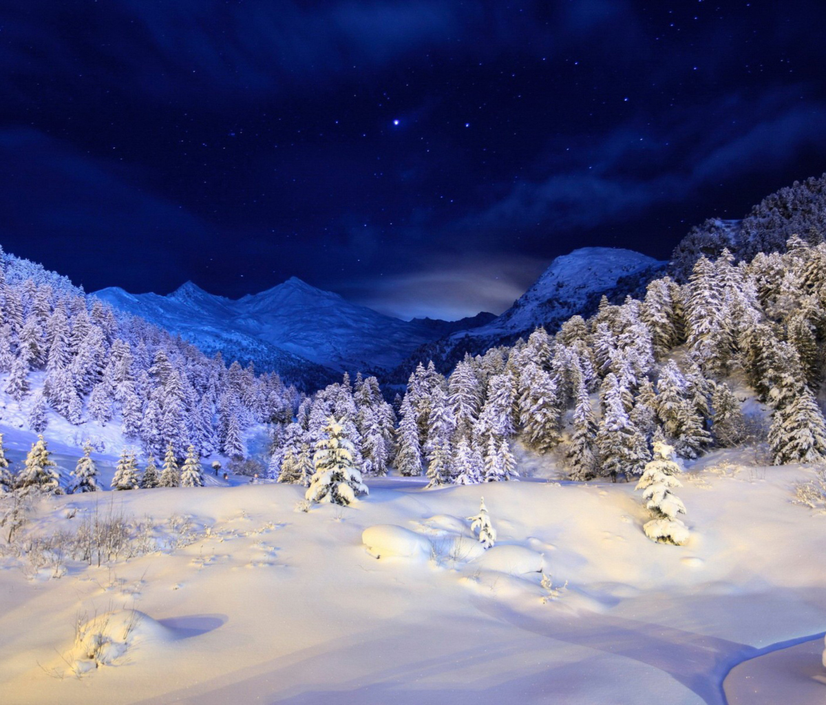 Forest In Winter screenshot #1 1200x1024