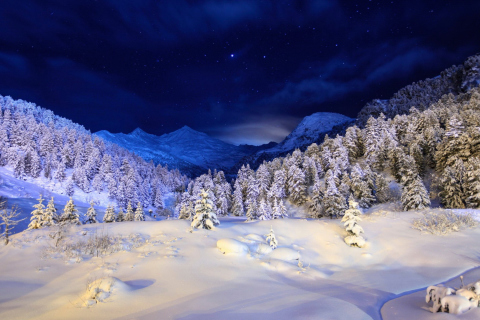 Das Forest In Winter Wallpaper 480x320