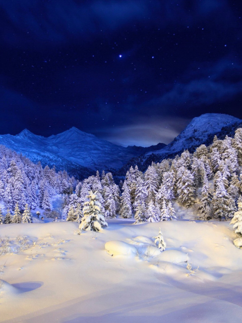 Forest In Winter screenshot #1 480x640
