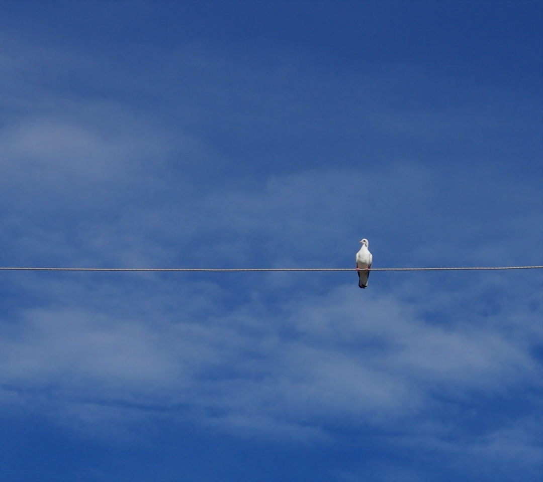 Bird On Wire screenshot #1 1080x960