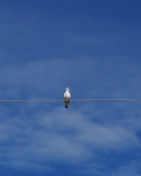 Sfondi Bird On Wire 128x160