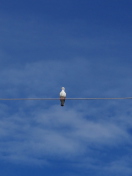 Bird On Wire wallpaper 132x176