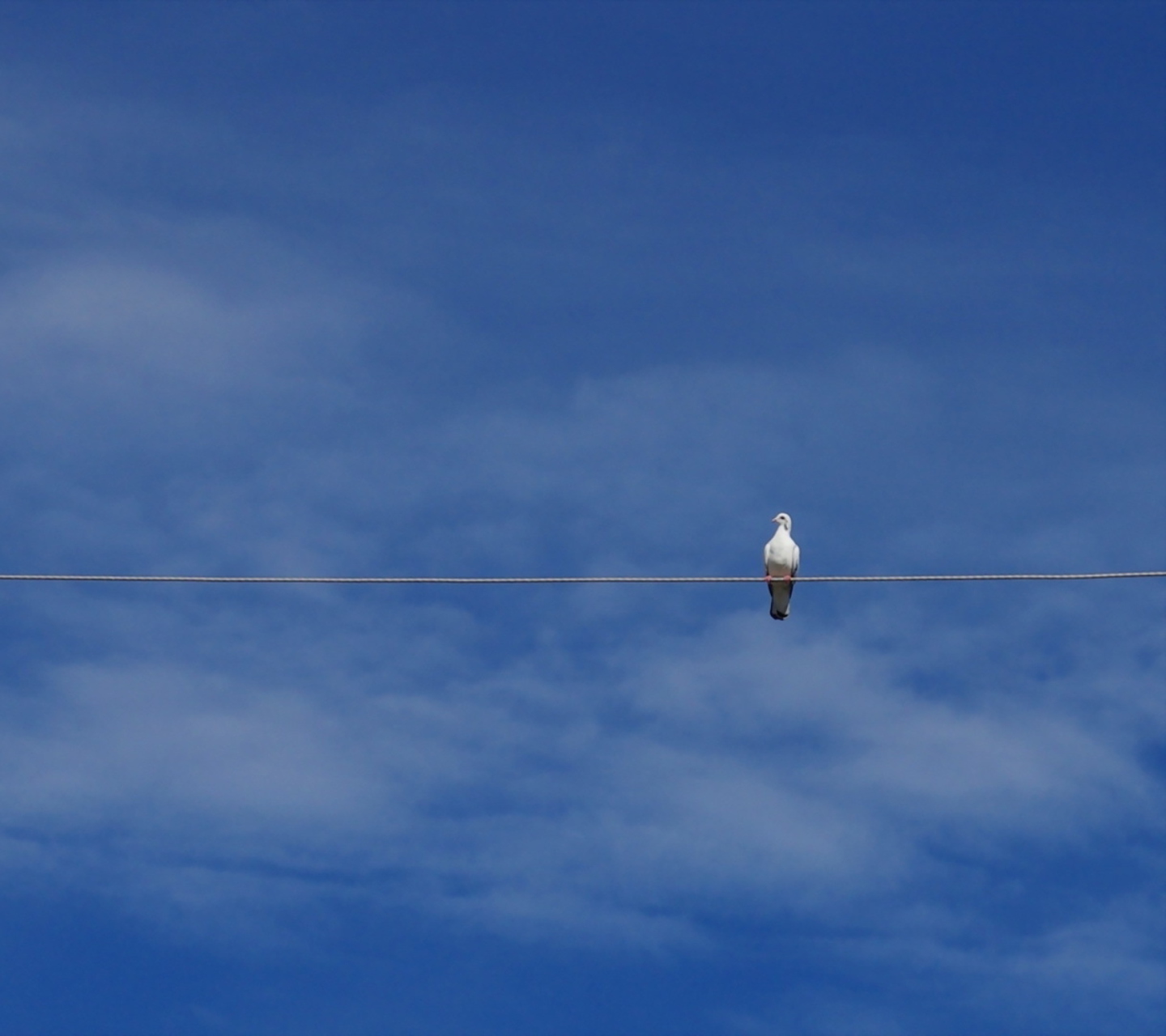 Sfondi Bird On Wire 1440x1280