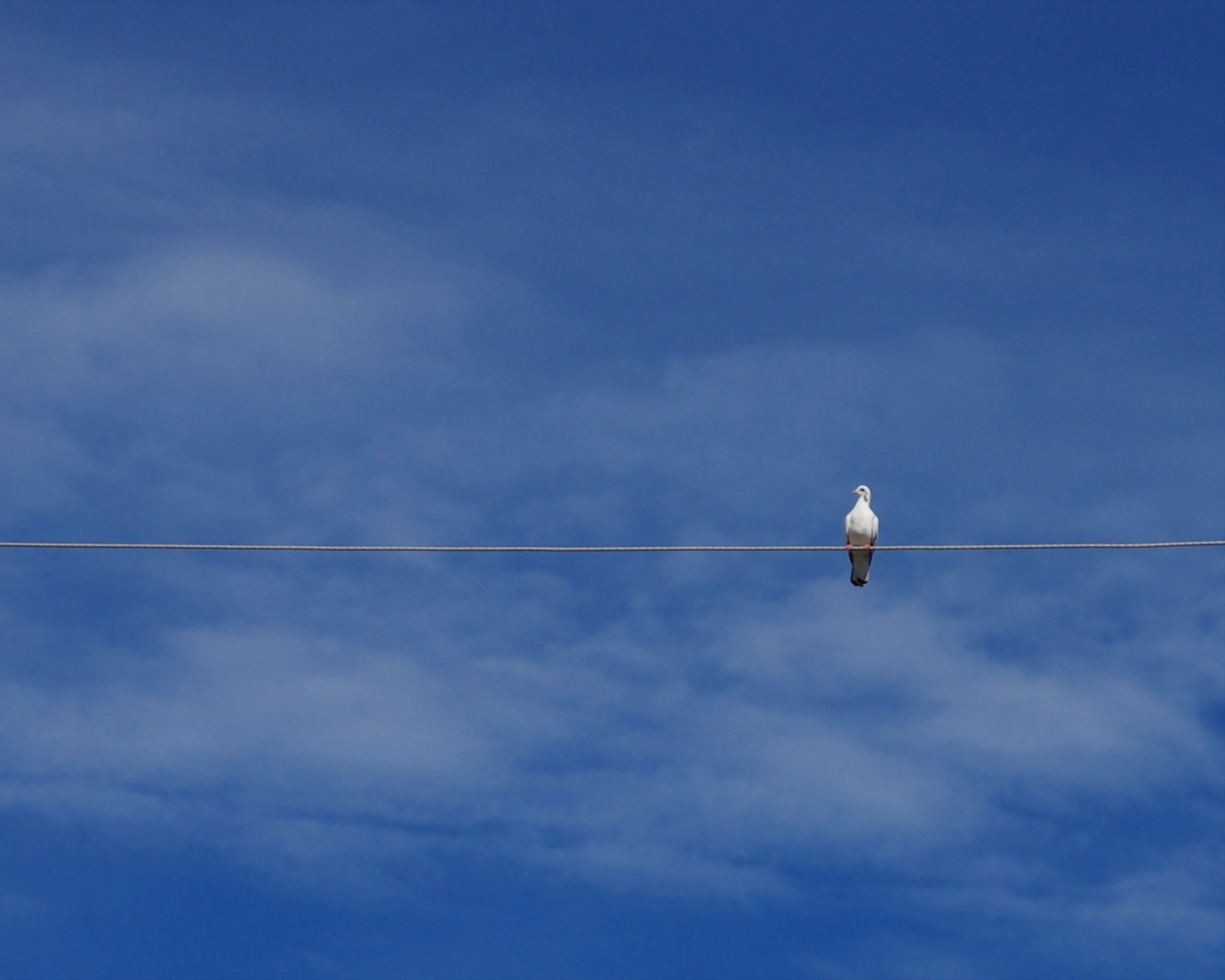 Sfondi Bird On Wire 1600x1280