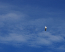 Sfondi Bird On Wire 220x176
