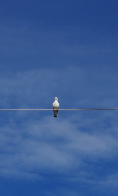 Das Bird On Wire Wallpaper 240x400