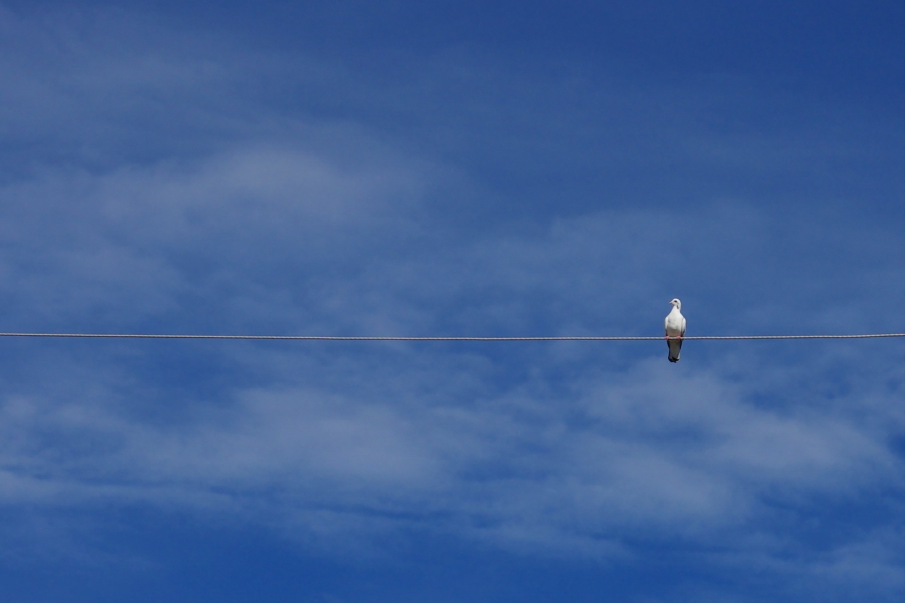 Fondo de pantalla Bird On Wire 2880x1920