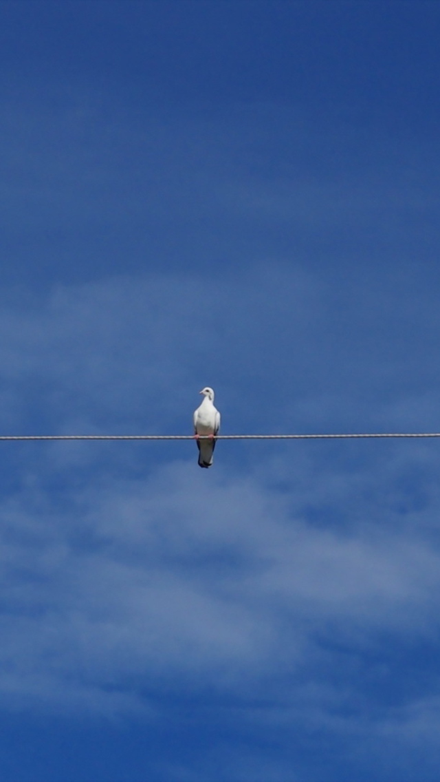 Bird On Wire screenshot #1 640x1136