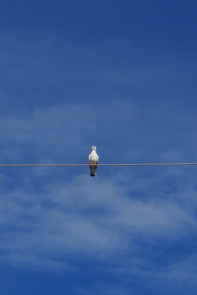 Bird On Wire screenshot #1 640x960