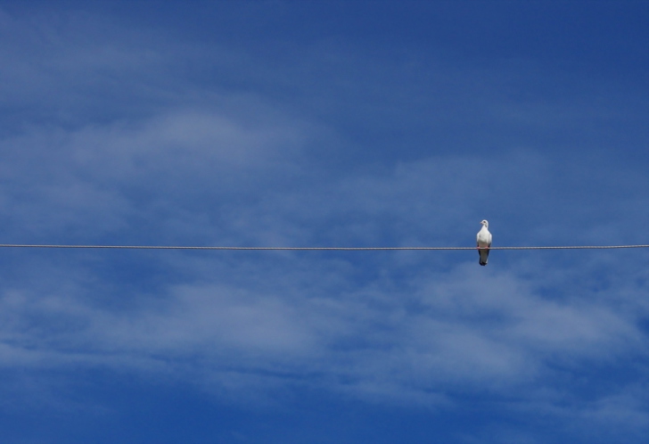 Das Bird On Wire Wallpaper