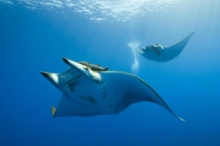 Sting Ray Picture for Android, iPhone and iPad
