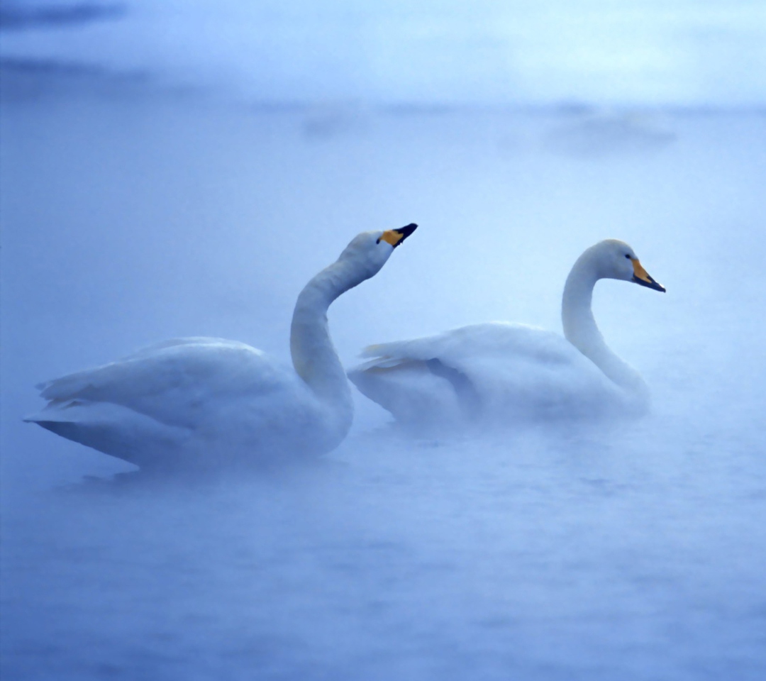 Обои White Swans 1080x960