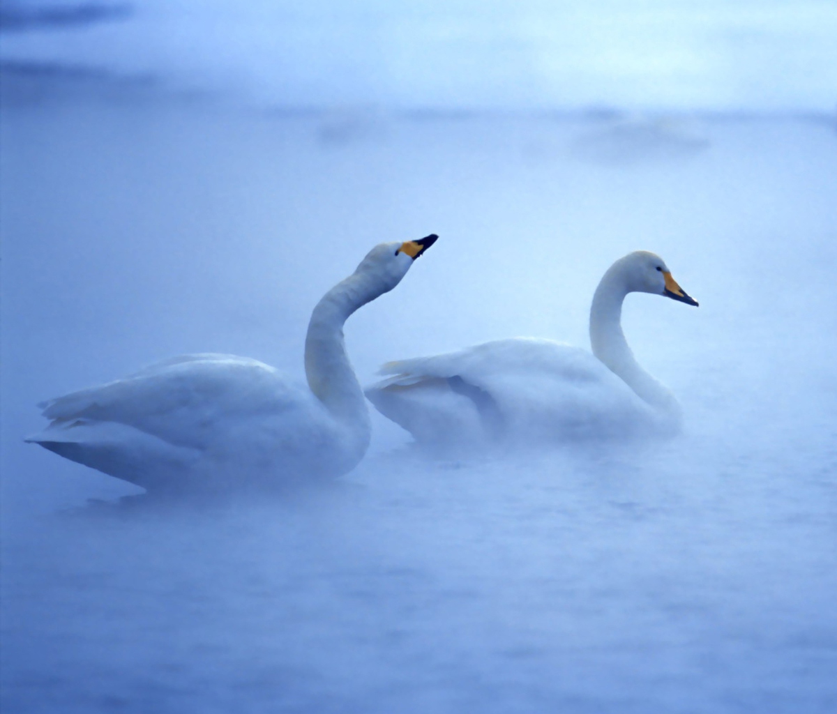 Обои White Swans 1200x1024