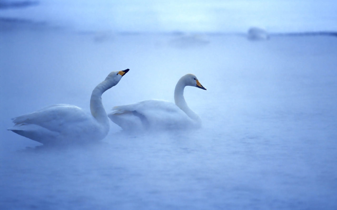 Fondo de pantalla White Swans 1280x800