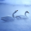 Sfondi White Swans 128x128