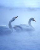 Fondo de pantalla White Swans 128x160