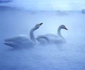 Sfondi White Swans 176x144