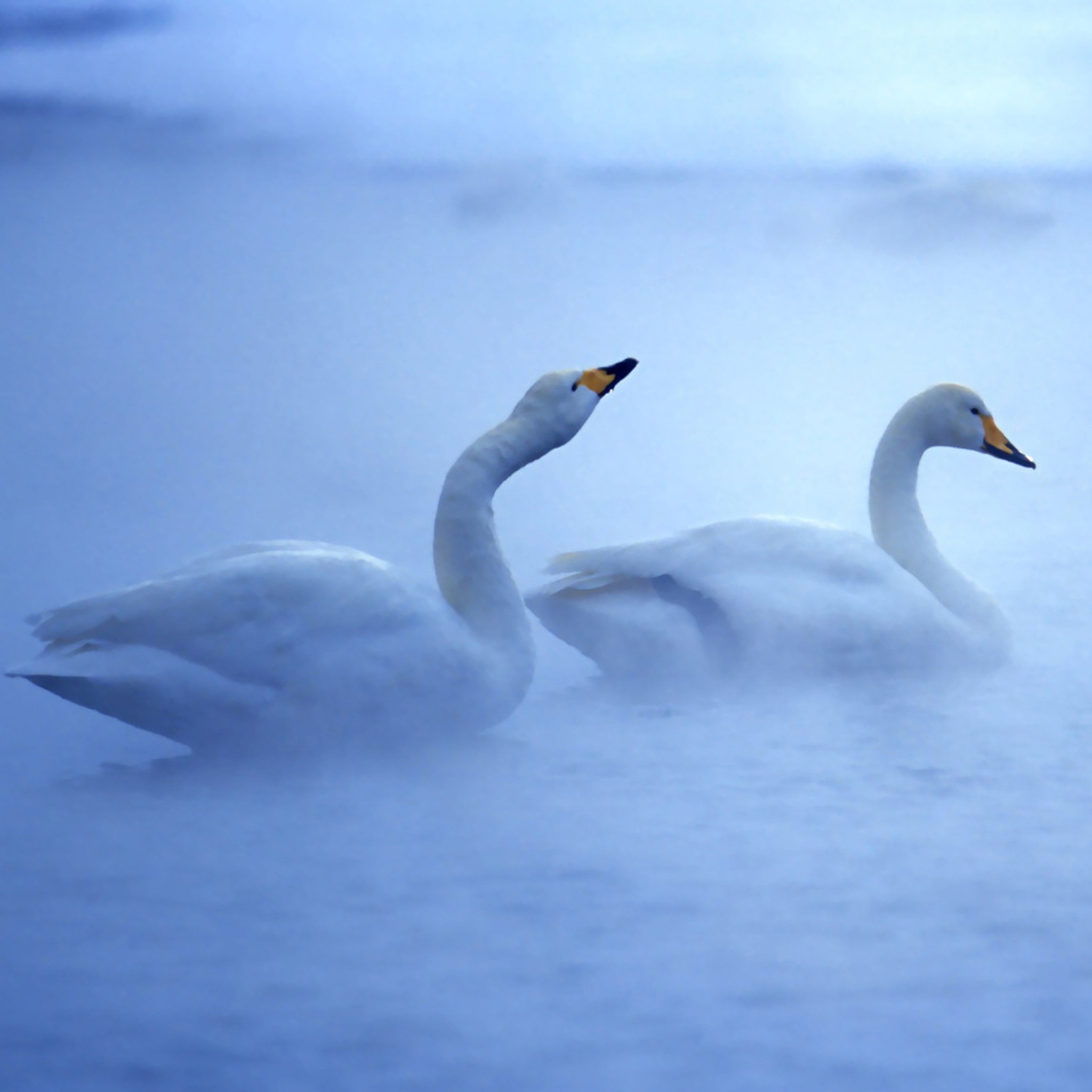 Sfondi White Swans 2048x2048