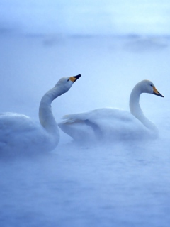 White Swans screenshot #1 240x320