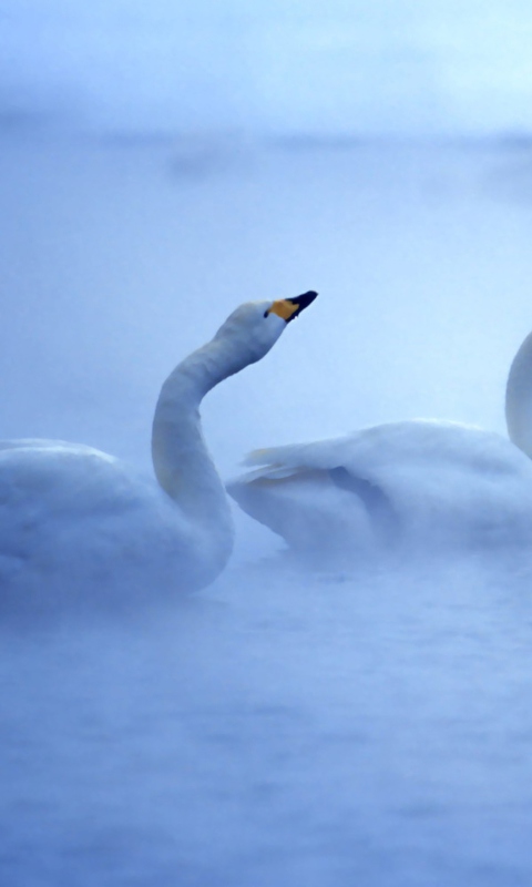 White Swans screenshot #1 480x800