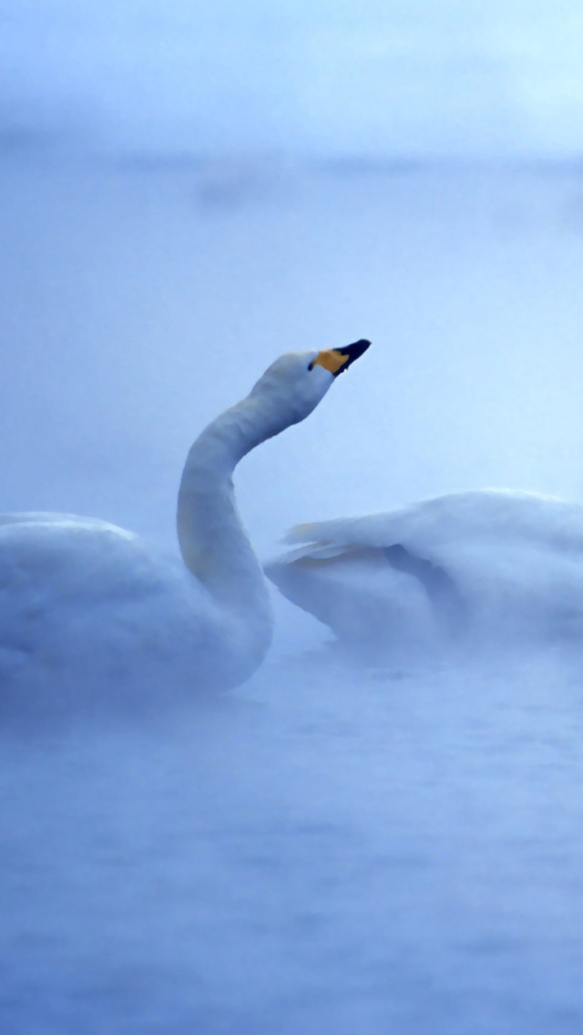 Обои White Swans 640x1136