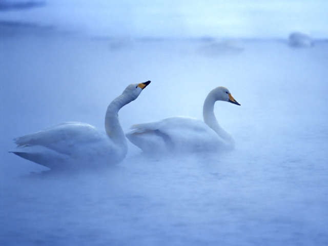 Fondo de pantalla White Swans 640x480