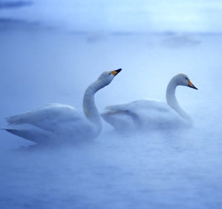 White Swans - Obrázkek zdarma pro 208x208