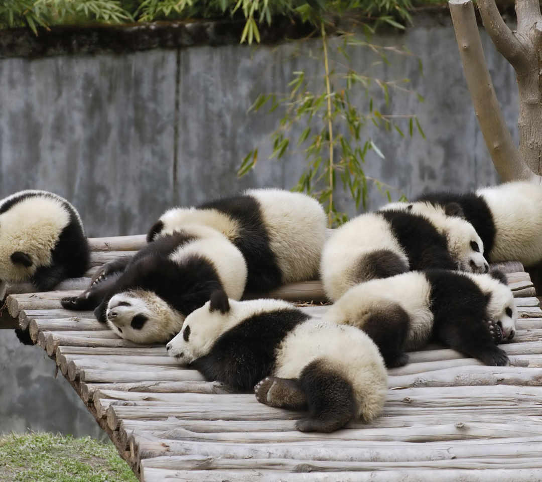 Sfondi Funny Pandas Relaxing 1080x960