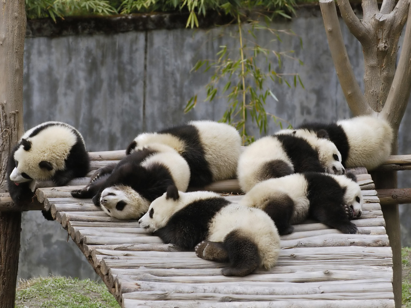 Обои Funny Pandas Relaxing 1400x1050