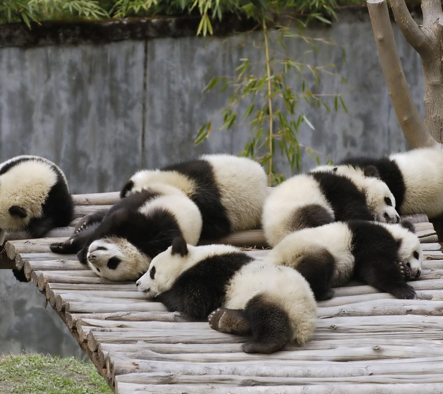 Обои Funny Pandas Relaxing 1440x1280