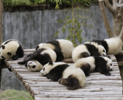 Das Funny Pandas Relaxing Wallpaper 176x144