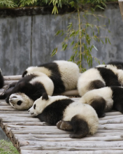 Fondo de pantalla Funny Pandas Relaxing 176x220