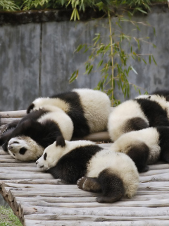 Fondo de pantalla Funny Pandas Relaxing 240x320