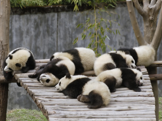 Screenshot №1 pro téma Funny Pandas Relaxing 320x240