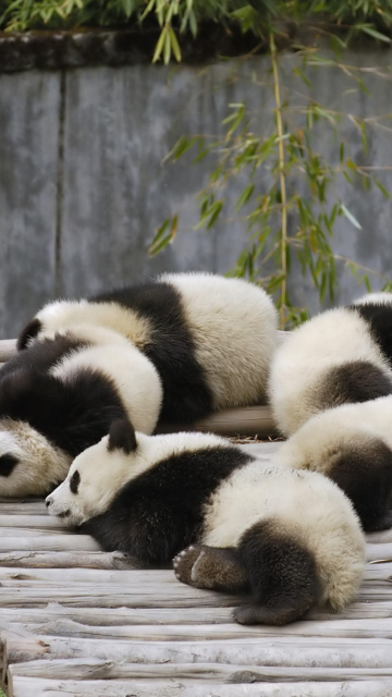 Fondo de pantalla Funny Pandas Relaxing 360x640