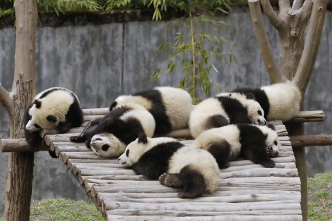 Fondo de pantalla Funny Pandas Relaxing 480x320