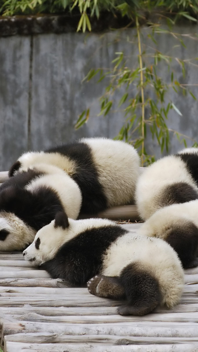 Fondo de pantalla Funny Pandas Relaxing 640x1136