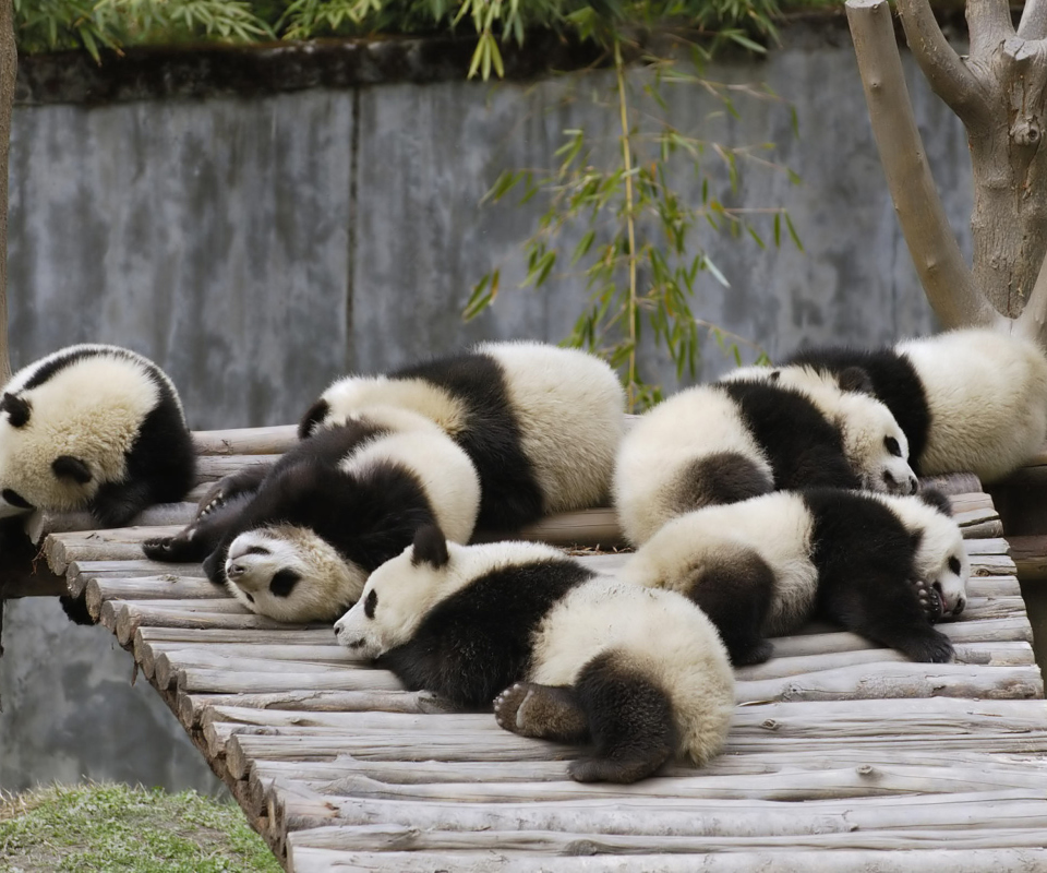 Das Funny Pandas Relaxing Wallpaper 960x800