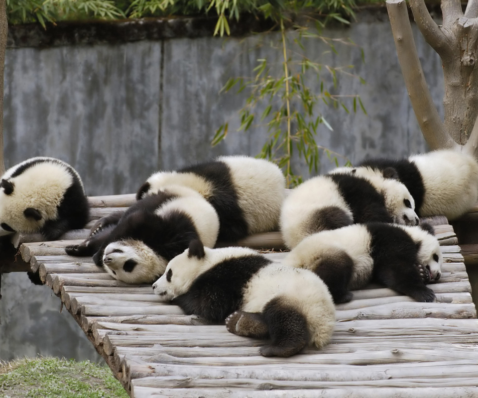 Обои Funny Pandas Relaxing 960x800